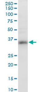 DND1 Antibody in Western Blot (WB)