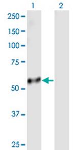 PI4KAP2 Polyclonal Antibody, MaxPab™