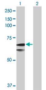 SLC27A1 Polyclonal Antibody, MaxPab™