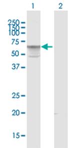 AMIGO3 Polyclonal Antibody, MaxPab™