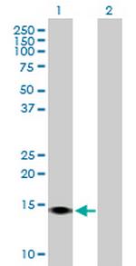 SUMO4 Polyclonal Antibody, MaxPab™