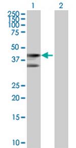LOC388503 Polyclonal Antibody, MaxPab™