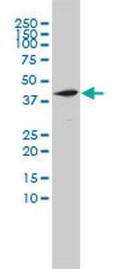 NOTCH2NL Monoclonal Antibody (2G12-2A5)