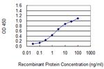 BOLA3 Monoclonal Antibody (1D12)