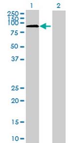 RBM12B Polyclonal Antibody, MaxPab™