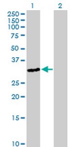 OR3A4 Polyclonal Antibody, MaxPab™