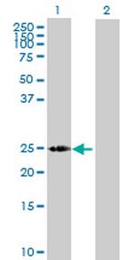 LOC391763 Antibody in Western Blot (WB)