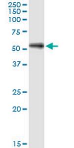 SHC4 Monoclonal Antibody (2F5)