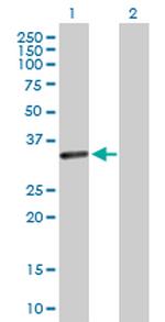 CENPP Polyclonal Antibody, MaxPab™