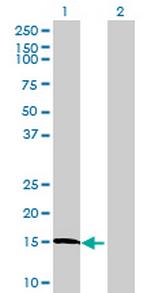 LOC402176 Polyclonal Antibody, MaxPab™