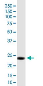 C2orf27B Monoclonal Antibody (3B10)