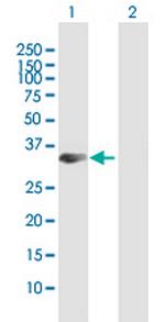 STX19 Polyclonal Antibody, MaxPab™