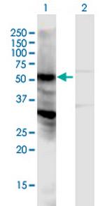 LOC440348 Polyclonal Antibody, MaxPab™