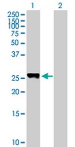 PLEKHM1P1 Polyclonal Antibody, MaxPab™