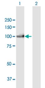 PIWIL3 Polyclonal Antibody, MaxPab™
