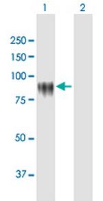 KPRP Polyclonal Antibody, MaxPab™