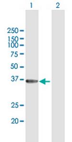 GIMAP6 Polyclonal Antibody, MaxPab™