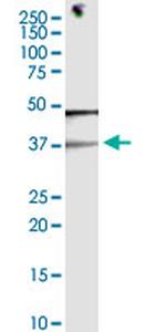 EID3 Antibody in Western Blot (WB)