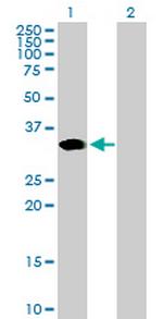 ARGFX Antibody in Western Blot (WB)