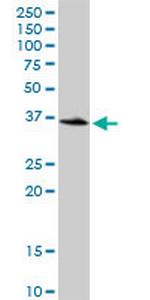 LOC541473 Polyclonal Antibody, MaxPab™