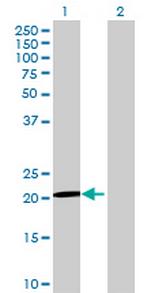 LOC554223 Polyclonal Antibody, MaxPab™