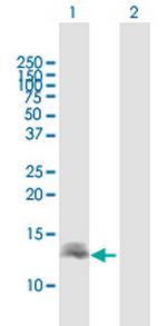 DEFB137 Polyclonal Antibody, MaxPab™