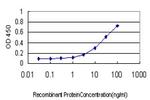 MEF2BNB Antibody in ELISA (ELISA)