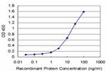 MEF2BNB Antibody in ELISA (ELISA)