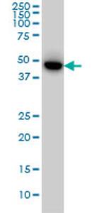 MEF2BNB Monoclonal Antibody (1A3)