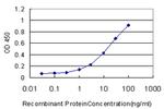 MEF2BNB Antibody in ELISA (ELISA)