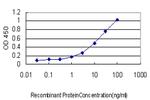 MEF2BNB Antibody in ELISA (ELISA)