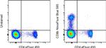 CD8b Monoclonal Antibody (SIDI8BEE), NovaFluor™ Blue 585, eBioscience™