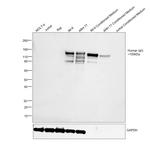 Human IgG (H+L) Secondary Antibody in Western Blot (WB)