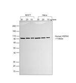 Human IgG (H+L) Secondary Antibody in Western Blot (WB)