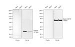 Human IgG (H+L) Secondary Antibody in Western Blot (WB)