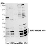 H1F0/Histone H1.0 Antibody in Western Blot (WB)