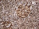 H2AFY2 Antibody in Immunohistochemistry (Paraffin) (IHC (P))