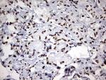 H2AFY2 Antibody in Immunohistochemistry (Paraffin) (IHC (P))