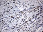 H2AFY2 Antibody in Immunohistochemistry (Paraffin) (IHC (P))