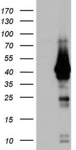 H2AFY2 Antibody in Western Blot (WB)