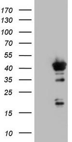 H2AFY2 Antibody in Western Blot (WB)