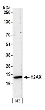 H2AX Antibody in Western Blot (WB)