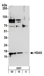 H2AX Antibody in Western Blot (WB)