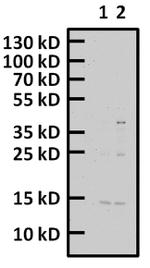 Phospho-Histone H2A.X (Thr120) Polyclonal Antibody