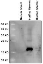HIST1H2BH Antibody in Western Blot (WB)