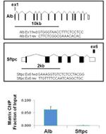 H3K14me2 Antibody in ChIP Assay (ChIP)