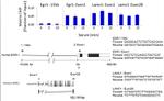 H4K20me1 Antibody in ChIP Assay (ChIP)