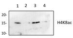 H4K8ac Antibody in Western Blot (WB)