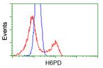 H6PD Antibody in Flow Cytometry (Flow)