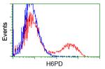 H6PD Antibody in Flow Cytometry (Flow)